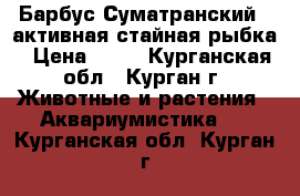 Барбус Суматранский - активная стайная рыбка › Цена ­ 40 - Курганская обл., Курган г. Животные и растения » Аквариумистика   . Курганская обл.,Курган г.